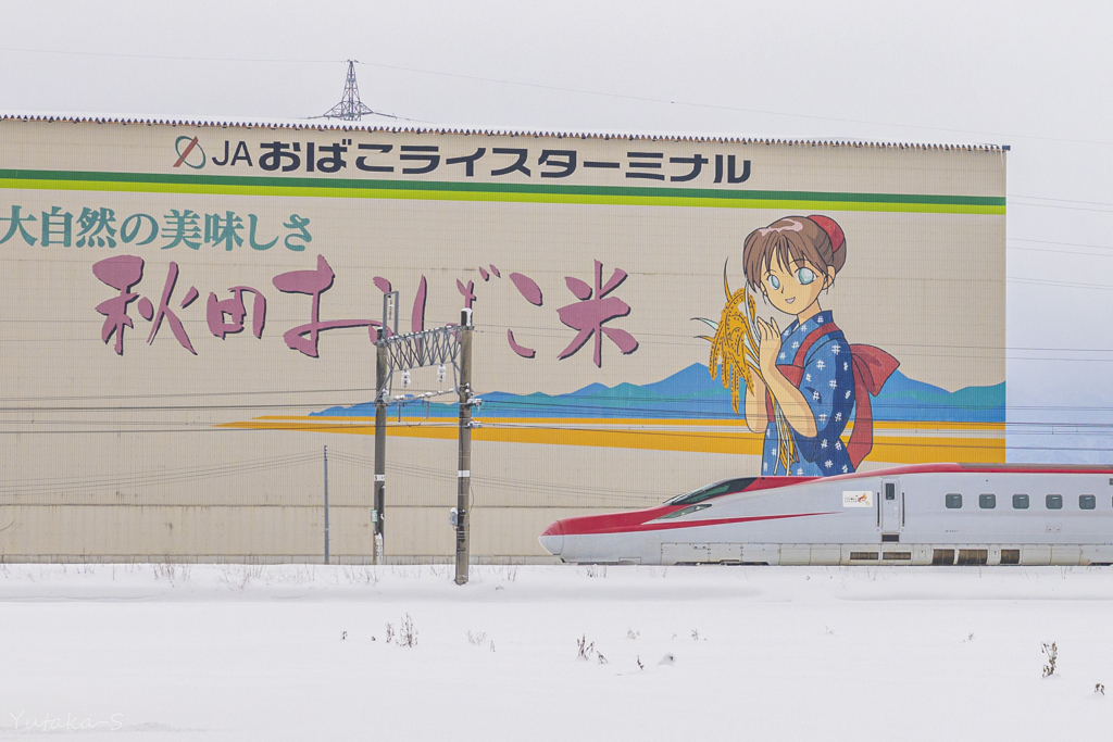 秋田こまち