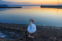 夜明けの水辺Ⅱ