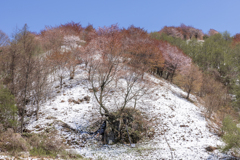 雪に桜Ⅱ