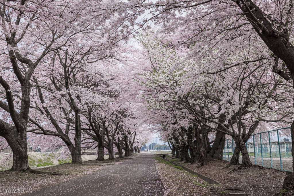 盛岡桜巡りⅡ・絆の桜並木