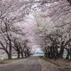 盛岡桜巡りⅡ・絆の桜並木