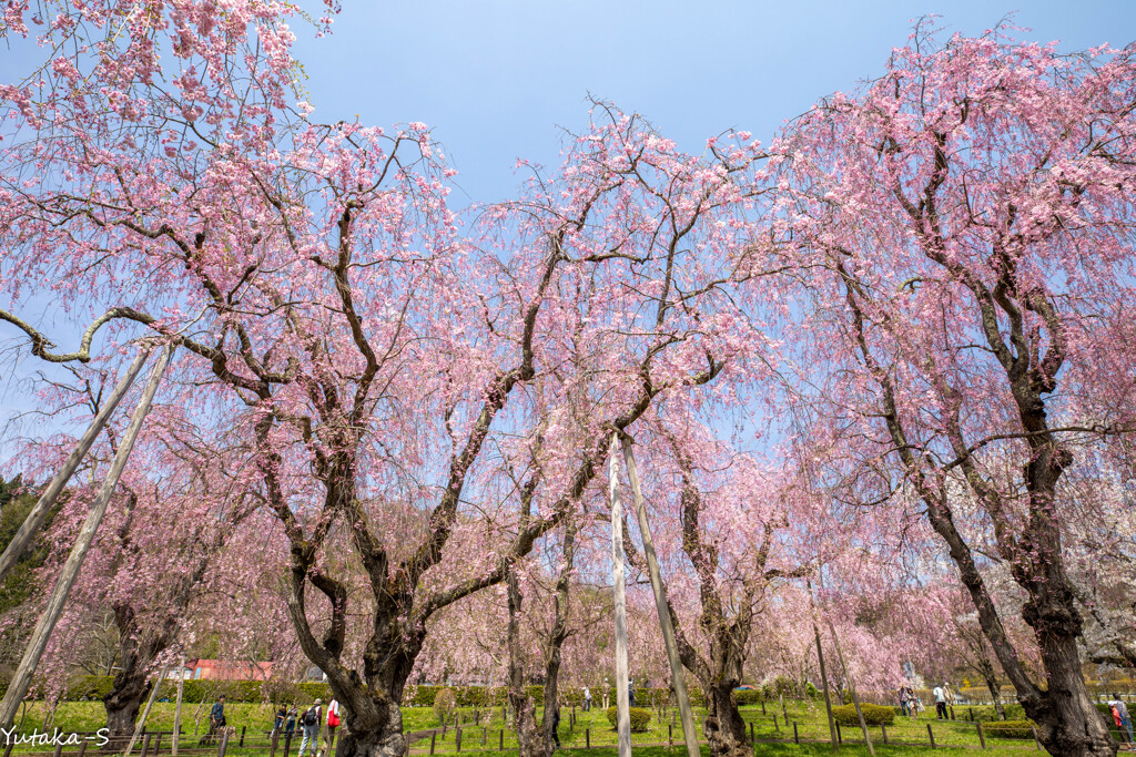 枝垂れ桜