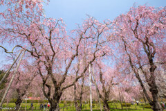 枝垂れ桜