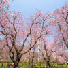 枝垂れ桜