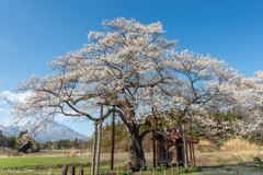 弘法桜