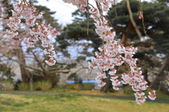 北国にも桜が