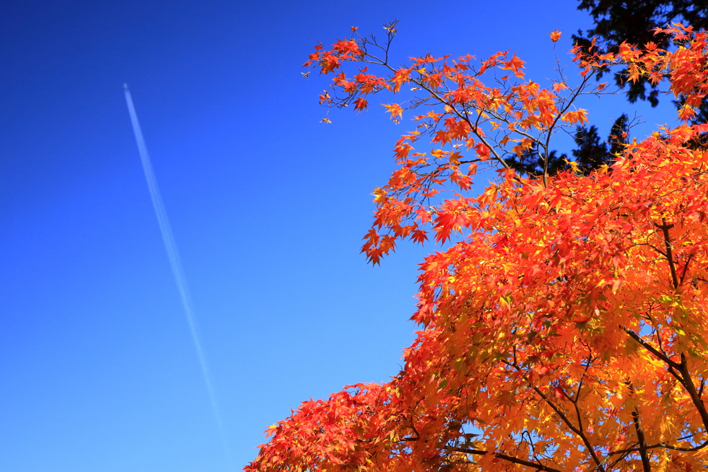 秋空