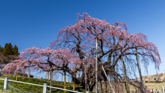 三春滝桜