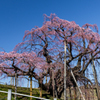 三春滝桜