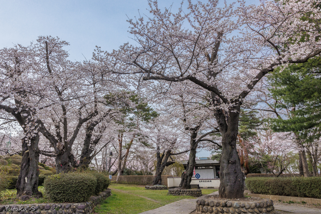 水沢公園散策