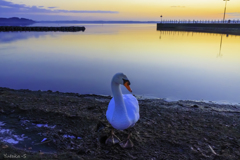 夜明け待つ湖畔Ⅲ