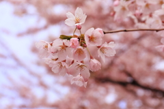 桜っこ
