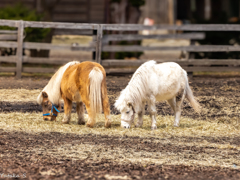 良いお年をお迎えください