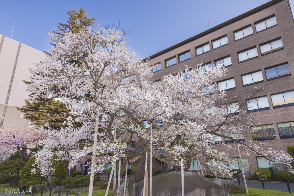 石割桜