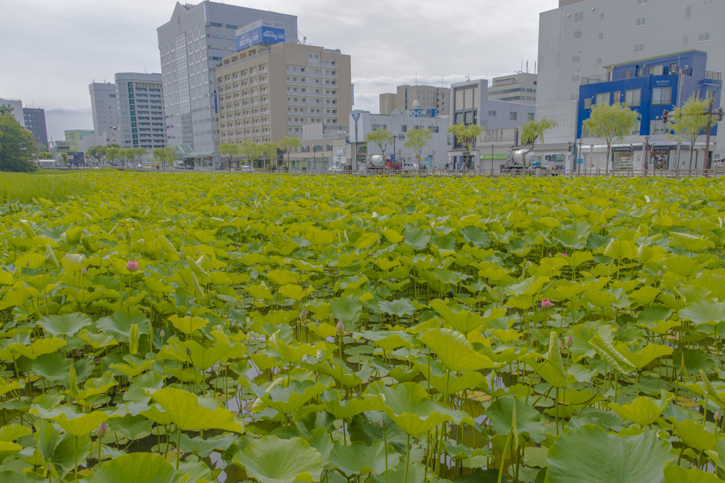 秋田市の風景