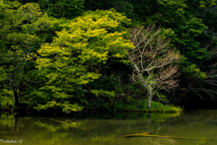 水辺の情景