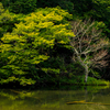 水辺の情景