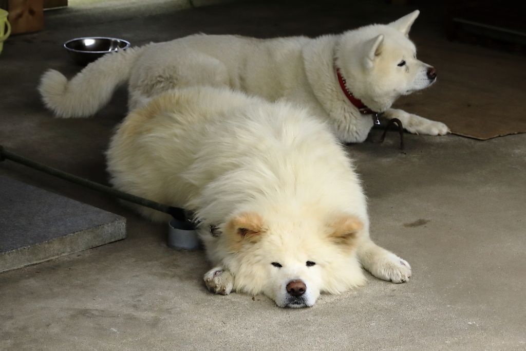 わさお・・です