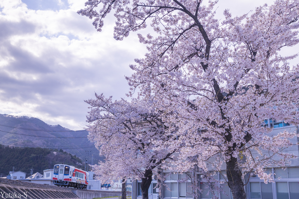 桜日和の三鉄Ⅱ