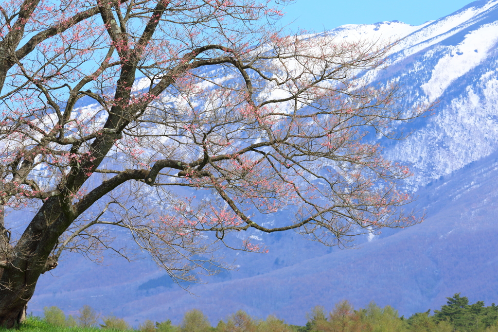 一本桜　本日開花Ⅲ