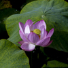 蓮華