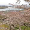 ８年目の桜咲く