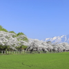 桜並木