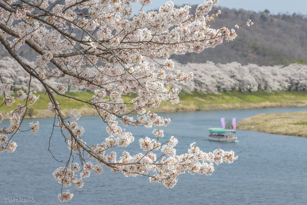 千本桜