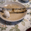初秋刀魚