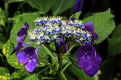 我が家の紫陽花Ⅲ