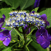我が家の紫陽花Ⅲ