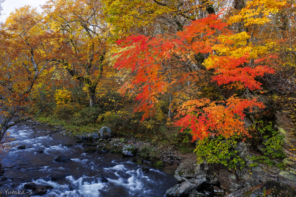 ノロ沢の紅葉Ⅱ