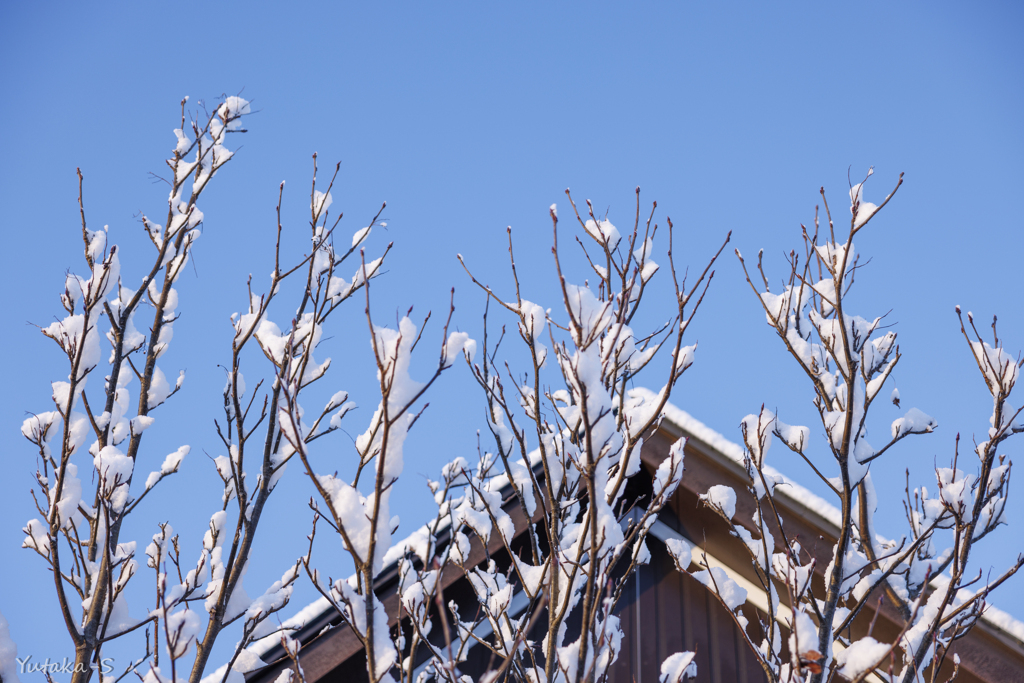 雪が止んだ朝