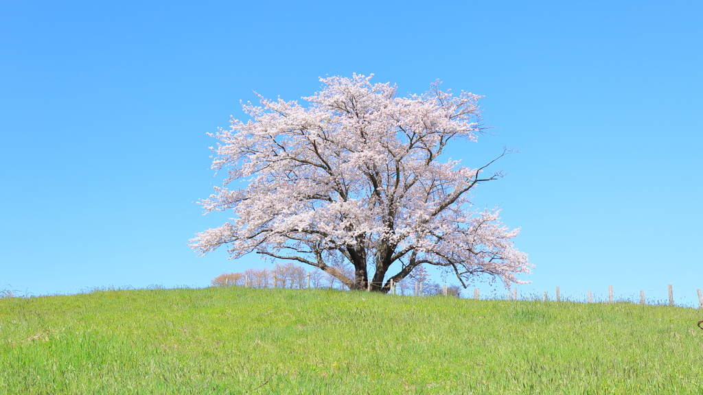 為内の一本桜 By さるすべり Id 写真共有サイト Photohito