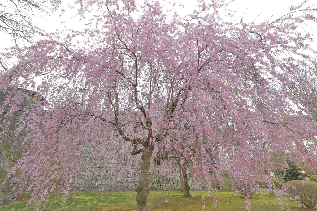 枝垂れ桜