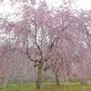 枝垂れ桜