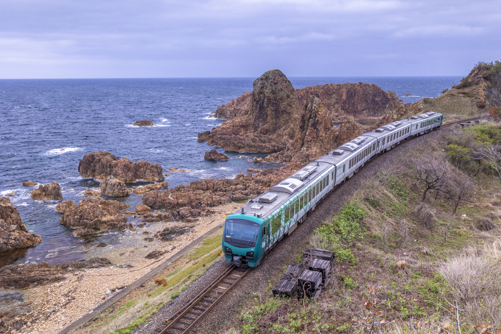 深浦海岸の橅