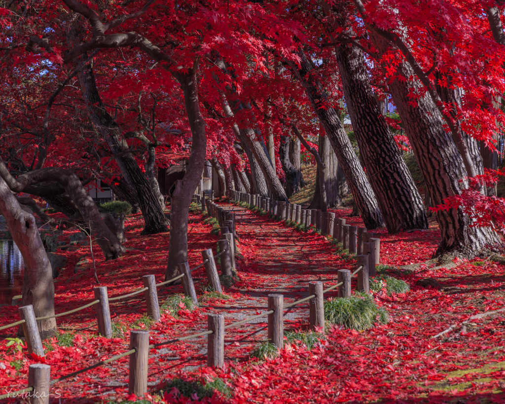 紅い小径