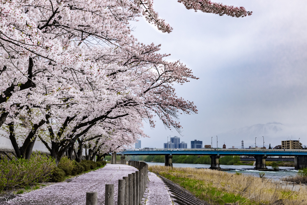 盛岡桜巡り・敬治桜