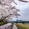 盛岡桜巡り・敬治桜