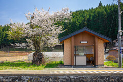 桜咲くホーム