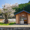 桜咲くホーム