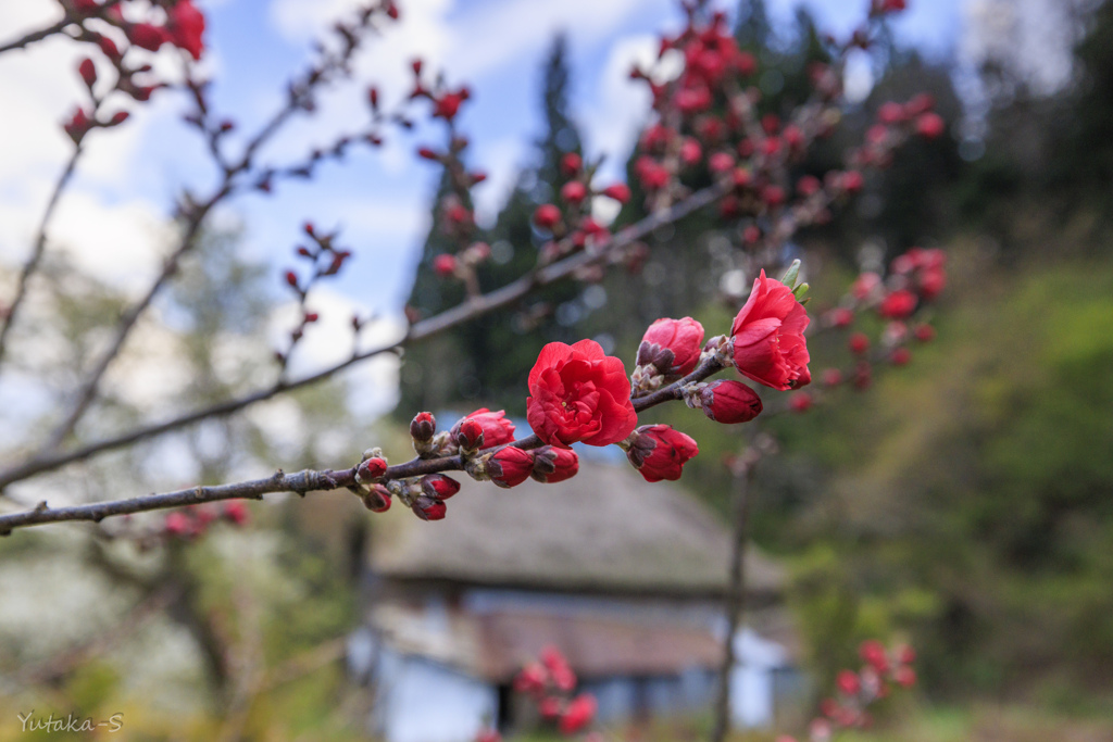 紅梅