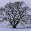 冬の一本桜