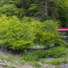新緑の中野もみじ山