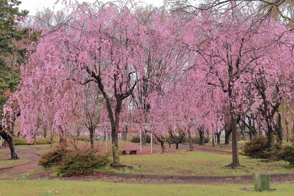 小雨の枝垂れ桜