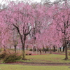 小雨の枝垂れ桜