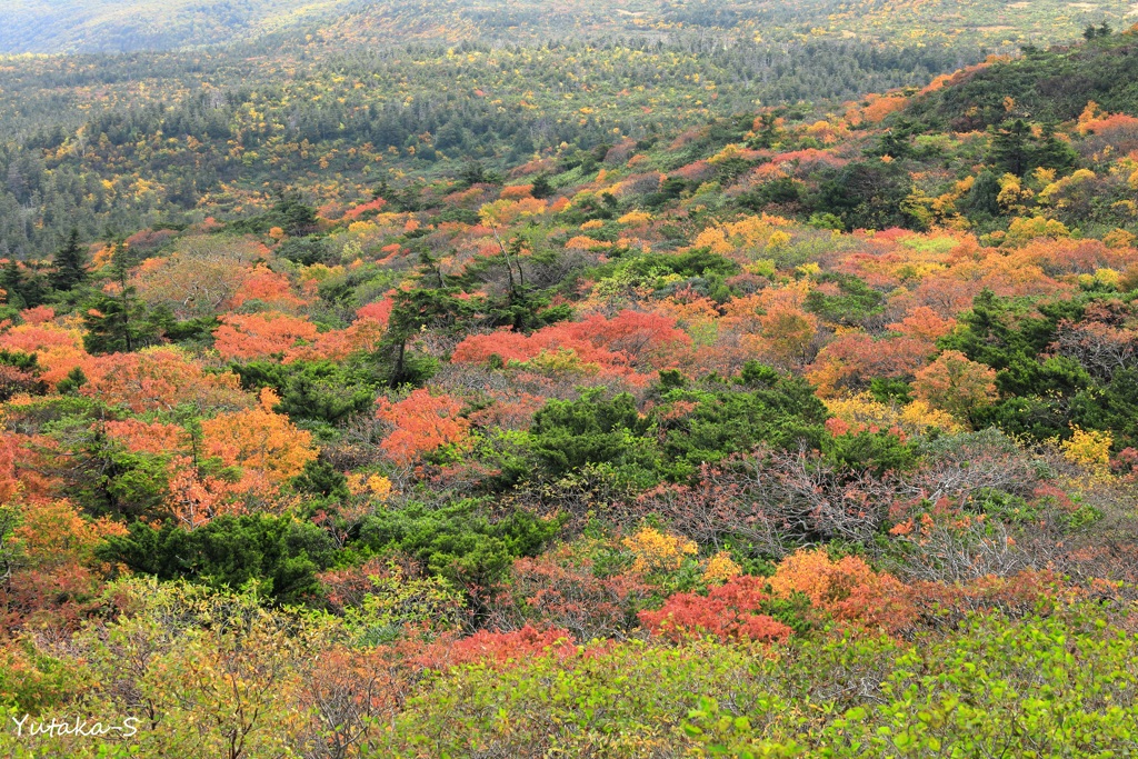 紅葉来る