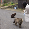 猫の島・田代島にてⅡ