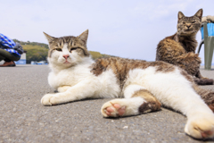 猫の島・田代島にてⅦ